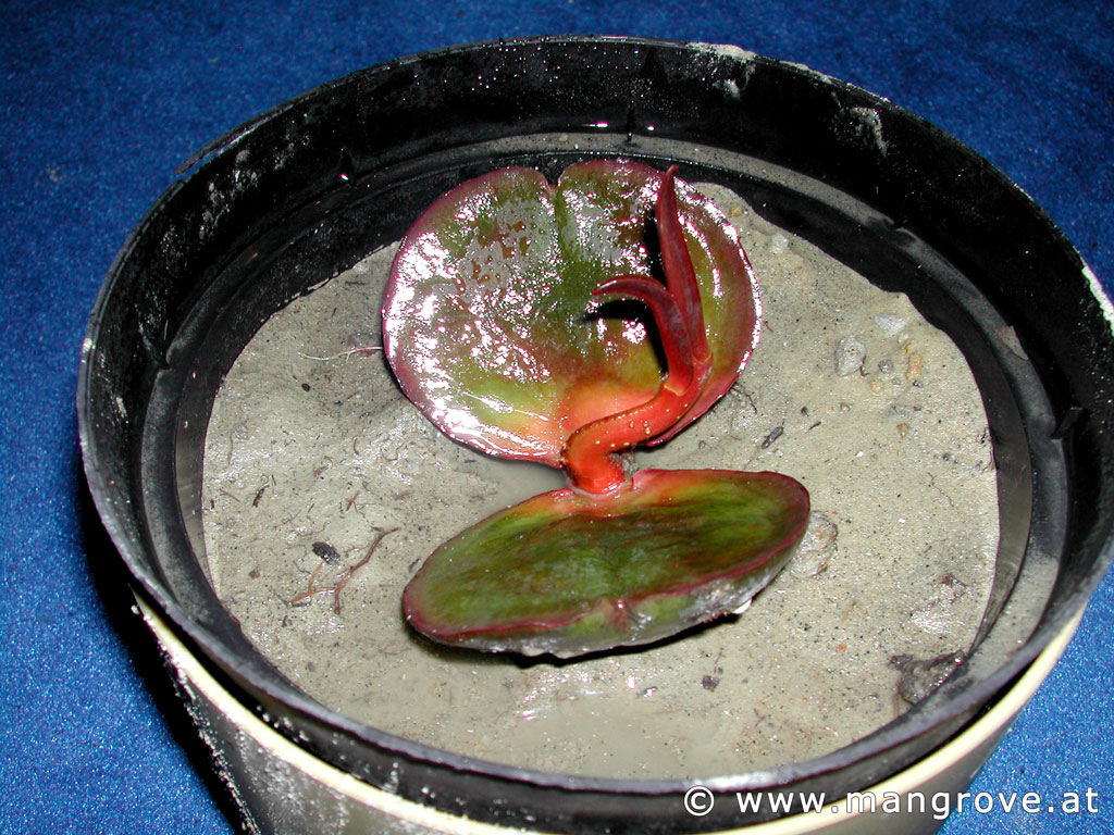 Pelliciera rhizophorae cultivation